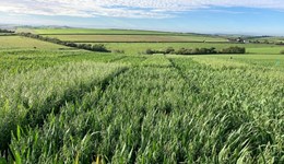 Assessment of variation of HT-2 and T-2 fusarium mycotoxins in UK oat varieties (2021–27)